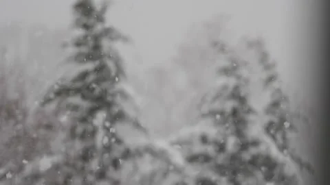 Blurred background if falling snow against coniferous trees Stock Footage 171907626