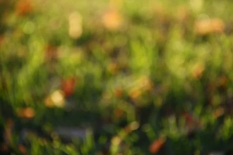 A blurred background image of green grass Stock Photos