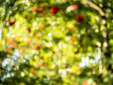 A blurred background image of the Park Stock Photos