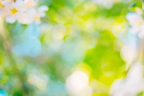 Blurred background image of spring blossom fruit tree on sunny sky background Stock Photos