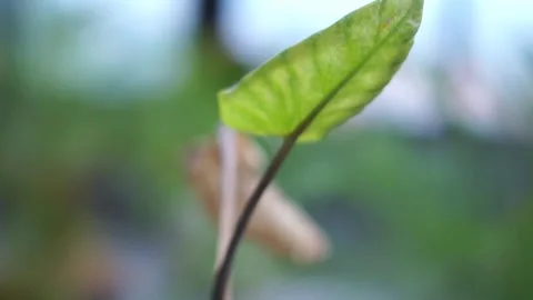 Blurred background of leaves swaying in the wind Stock Footage 253717819