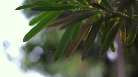 Blurred background of leaves swaying in the wind Stock Footage 253717855