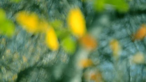 Blurred background leaves on a tree autumn Stock Footage 98294512