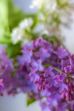 Blurred background with lilac and white Syringa flowers in defocus Stock Photos