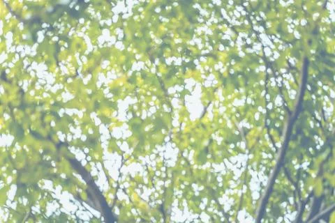 Blurred background of Looking up at branch of tree in park Foto stock