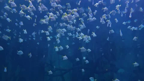 Blurred background. Lots of white small fishes in blue water. Stock Footage 243915860