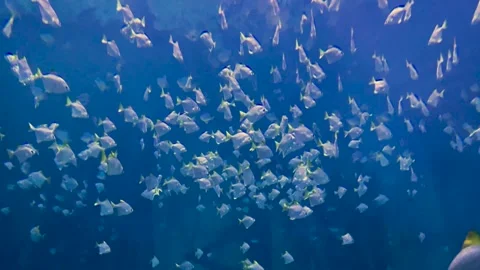 Blurred background. Lots of white small fishes in blue water Stock Footage 244482749