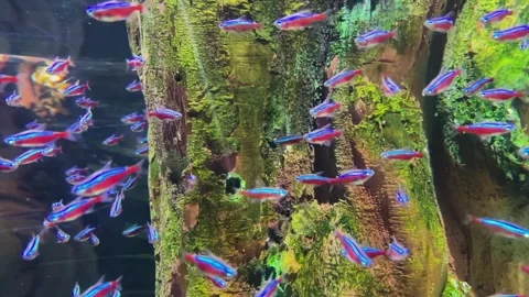 Blurred background. Many blue-red small exotic fish in the aquarium Stock Footage 244482688