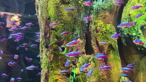 Blurred background. Many blue-red small exotic fish in the aquarium Stock Footage 246976584
