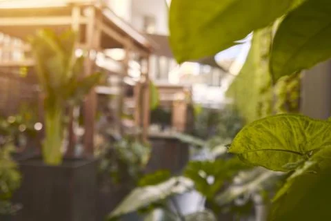 Blurred background in modern restaurant, Leaf close up. Selective Focus. Stock Photos