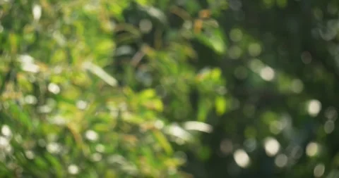 Blurred background of nature with leaf bokeh vibrant greenery scene outdoor Vídeos de archivo 332593438