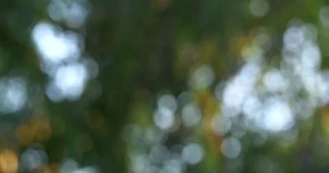 Blurred background nature scene soft focus environment tranquil outdoor 스톡 동영상 332592677