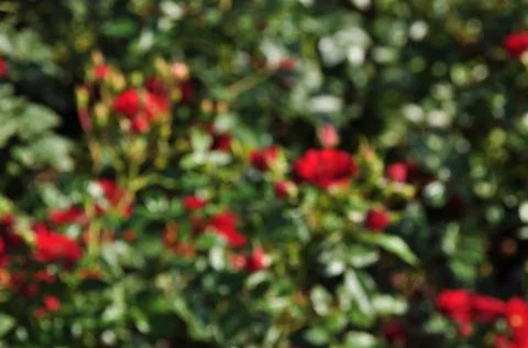 Blurred background. No focus, red roses and green bushes. Stock Photos