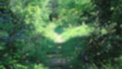 Blurred background with old overgrown empty railway in green summer forest Stock Footage 150552211