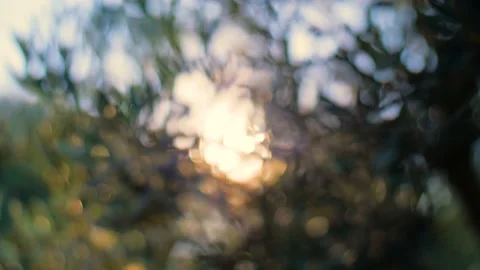 Blurred background of Olive leaves during sunset. Mediterranean summer vibe. Stock Footage 157409200