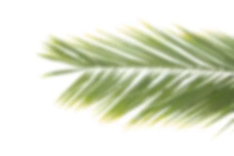 Blurred background palm leaf on a white. Flat lay for texture or banner Foto stock