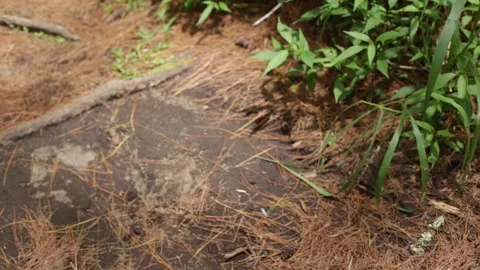 Blurred background of a path in a forest Stock Footage 270769194