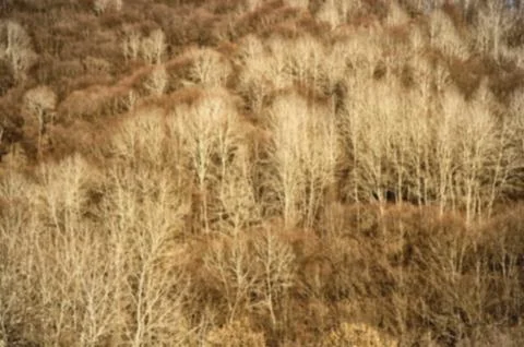 Blurred Background Pattern of Autumn Forest in Yellow Tones view from above. Stock Photos