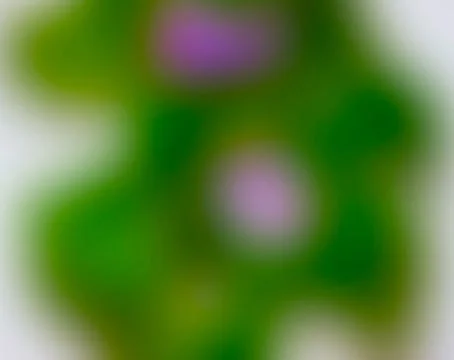 Blurred background. Foto stock