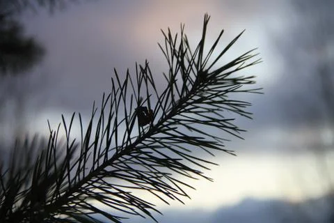 Blurred background with pine branch at sunset Stock Photos