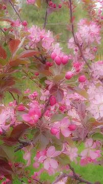 Blurred background of pink apple tree flowers in spring time Stock Photos
