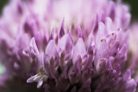 Blurred background pink clover Stock Photos