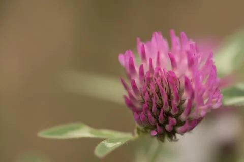 Blurred background pink clover Stock Photos