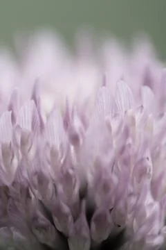 Blurred background pink clover Stock Photos
