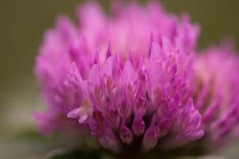Blurred background pink clover Stock Photos