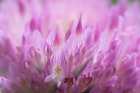Blurred background pink clover Stock Photos