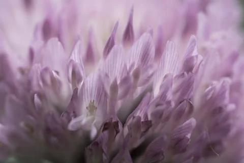 Blurred background pink clover Stock-Fotos