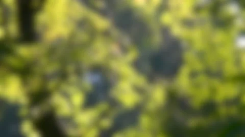 Blurred background. Poplar fluff floats in the branches of deciduous trees Stock Footage 138320306