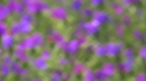 Blurred background purple dots Stock-Footage 23268376