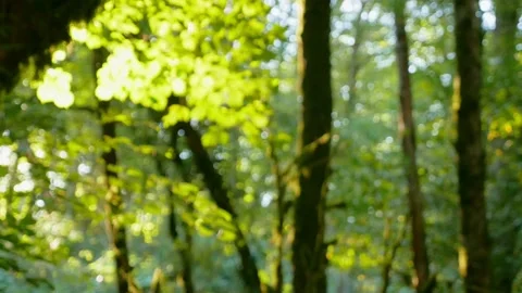 Blurred background, rainforest with sunbeams breaking through the foliage Stock Footage 142834123