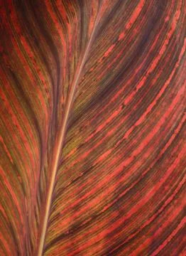 Blurred background with red and green canna leaf Stock Photos
