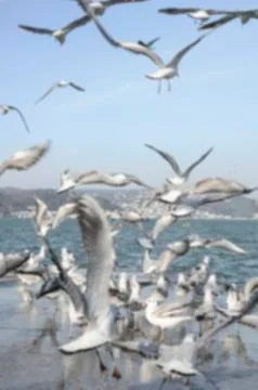 Blurred background with seagulls Stock Photos
