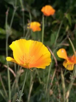 Blurred background, selective focus, bright orange yellow poppy flower on dar Stock Photos