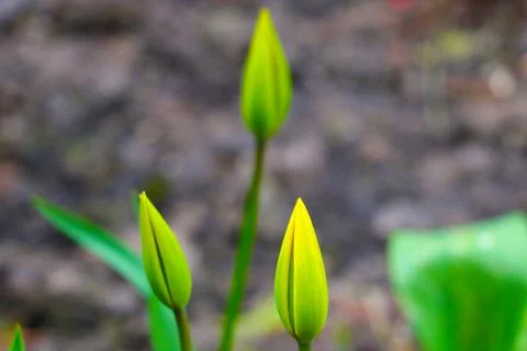 Blurred background, selective focus. Bud of a young tulip in the park in spri 스톡 사진