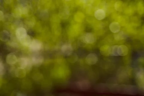Blurred background side of foliage trees. Background for design insertion Stock Photos