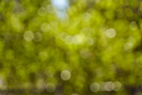 Blurred background side of foliage trees. Background for design insertion Stock Photos