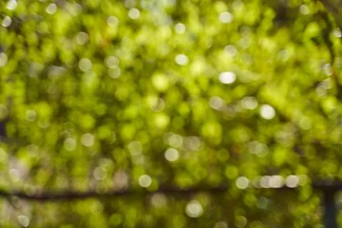 Blurred background side of foliage trees. Background for design insertion Stock Photos