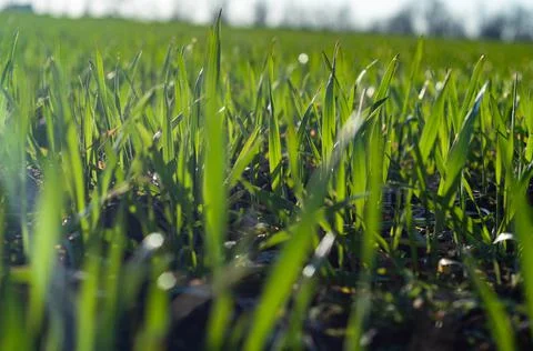 Blurred background with small green sprouts wheat on field close-up. sunlight Stock Photos