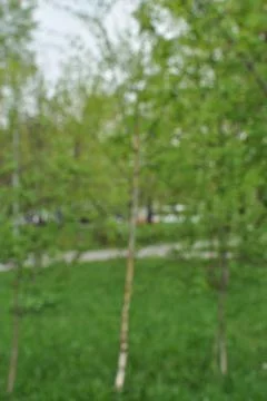Blurred background of small trees with green leaves. Stock Photos