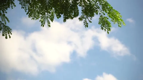 The blurred background smoothly comes into focus. The natural trees . Stock Footage 143886800
