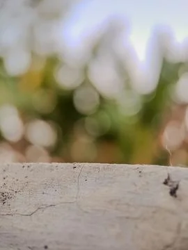 Blurred background with soft, circular bokeh lights and a textured foregrou.. Stock Photos
