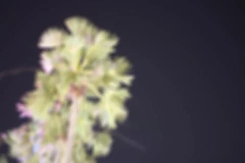 Blurred Background sugar palm thailand Stock Photos