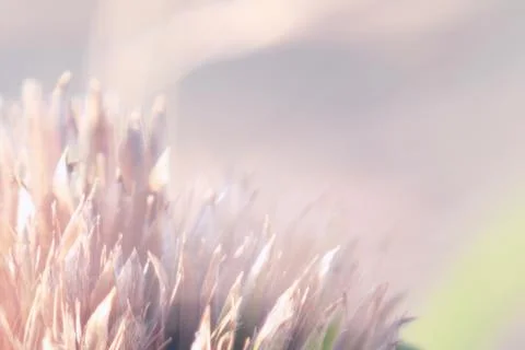 Blurred background with a summer flower theme Foto stock