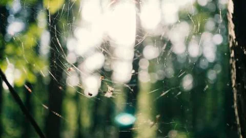 Blurred background of summer forest background image, landscape Stock-Fotos