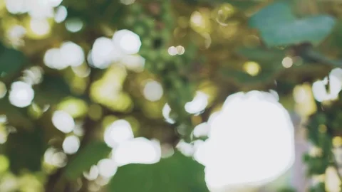 Blurred background of sun rising through the leaves of vineyard 4K Stock-Footage 80793260
