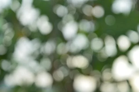 Blurred background sunlight Stock Photos